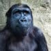 Imagem de um macaco gorila depelagem negra com olhar altivo e no fundo uma parede de pedra.