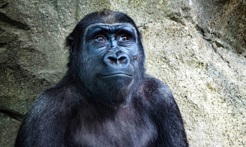 Imagem de um macaco gorila depelagem negra com olhar altivo e no fundo uma parede de pedra.