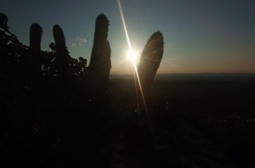 Foto da vegetação da Chapada Diamantina em primeiro plano com pôr do sol ao fundo